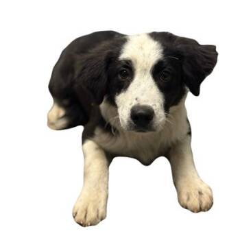Australian Shepherd and Border Collie Dogs Available for Adoption in Red Bluff, California - Missy | PetCurious