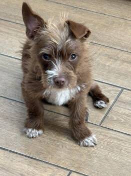 Terrier Dogs Available for Adoption in San Diego, California - Red | PetCurious