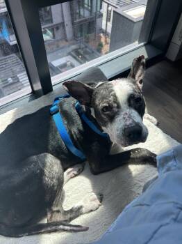 Pit Bull Terrier Dogs Available for Adoption in Herndon, Virginia - Jumpy FOSTER HOME NEEDED | PetCurious