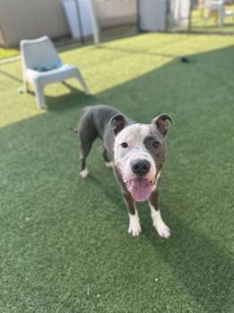 Trigger --Courtesy Post. Out of town pet. See below for details- -  Pit Bull Terrier Dog for Adoption in Eagle, Idaho - Trigger --Courtesy Post. Out Of Town Pet. See Below For Details- | PetCurious