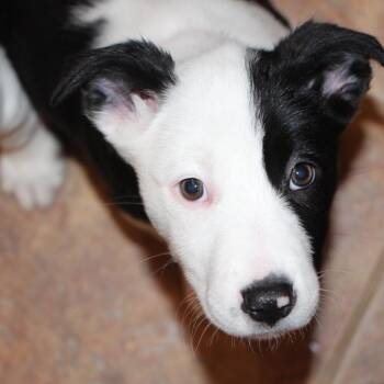 Border Collie and Terrier Dogs Available for Adoption - NY Kathani Avail Feb 14 (Tractor Supply Patterson) | PetCurious