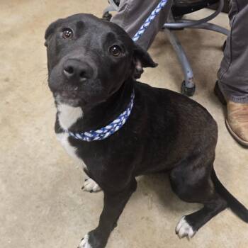Alix - 062201U -  Labrador Retriever Dog for Adoption in Tupelo, Mississippi - Alix - 062201U | PetCurious