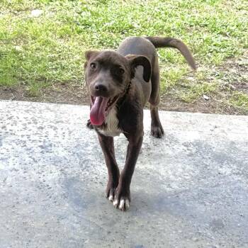 Labrador Retriever and Retriever Dogs Available for Adoption in Quakertown, Pennsylvania - Lilac | PetCurious