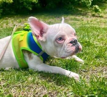 Brooklyn (with Peanut) -  French Bulldog Dog for Adoption in Annapolis, Maryland - Brooklyn (with Peanut) | PetCurious