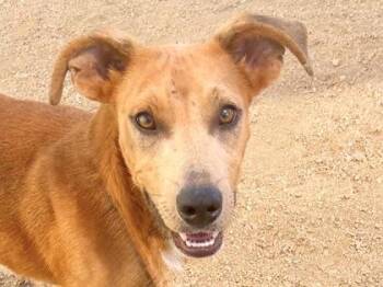 Jarvis -  Mixed Breed Dog for Adoption in Georgetown, Texas - Jarvis | PetCurious