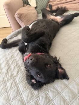 Baby -  Retriever and English Shepherd Dog for Adoption in New York, New York - Baby | PetCurious