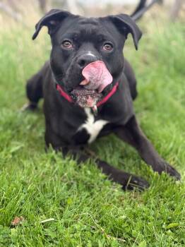 Boxer and American Bulldog Dogs Available for Adoption in Hamilton, Ontario - Snoopy | PetCurious