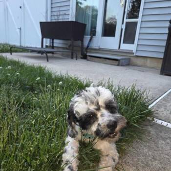 Mixed Breed Dogs Available for Adoption in Toms River, New Jersey - Dior | PetCurious