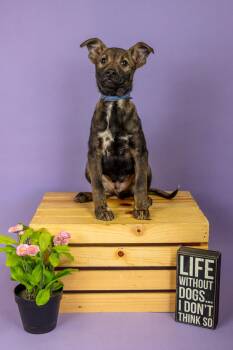 Australian Cattle Dog Blue Heeler Dogs Available for Adoption - 154-26 | PetCurious