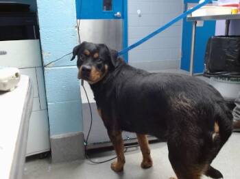 Rottweiler and Mixed Breed Dogs Available for Adoption in Albuquerque, New Mexico - TIMMY | PetCurious