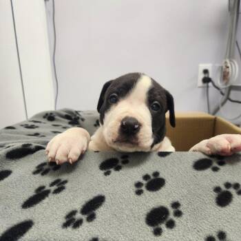Merritt -  Pit Bull Terrier and Mixed Breed Dog for Adoption in North Battleford, Saskatchewan - Merritt | PetCurious