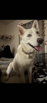Husky and White German Shepherd Dogs Available for Adoption - Kina | PetCurious
