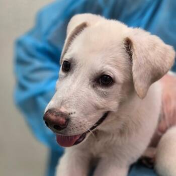 Bellair -  Mixed Breed Dog for Adoption in Charleston, West Virginia - Bellair | PetCurious