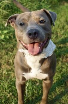 Rescue Pit Bull Terrier and Mixed Breed Dogs for Adoption in Balch Springs, Texas - Rook | PetCurious