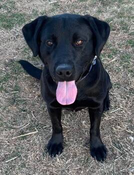 Black Labrador Retriever Dogs Available for Adoption - Johnny  | PetCurious