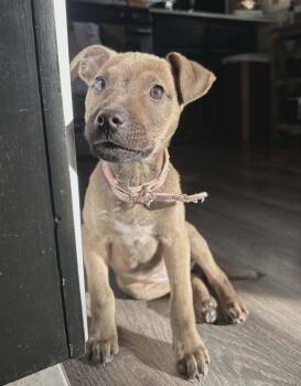 Mixed Breed Dogs Available for Adoption - Daniela | PetCurious