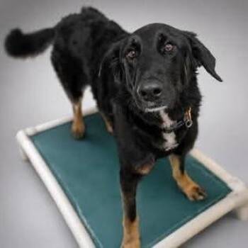 Bones -  Flat Coated Retriever and Shepherd Dog for Adoption in Verona, New Jersey - Bones | PetCurious