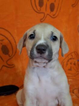 Rescue Pit Bull Terrier Dogs for Adoption in Dover, Arkansas - Dara | PetCurious