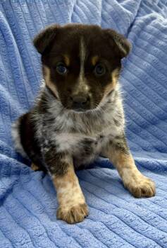 Australian Shepherd Dogs Available for Adoption in New Baltimore, Michigan - Jack | PetCurious