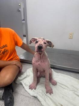 Junebug -  Pit Bull Terrier Dog for Adoption in Sorrento, Louisiana - Junebug | PetCurious