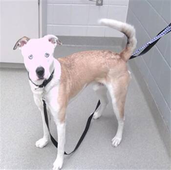 HOOVER -  Boxer and Mixed Breed Dog for Adoption in Omaha, Nebraska - HOOVER | PetCurious