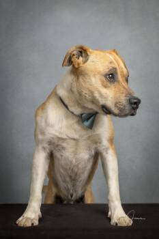 Mixed Breed Dogs Available for Adoption - Dakota | PetCurious