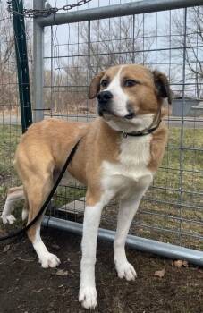 Great Pyrenees and Mixed Breed Dogs Available for Adoption - Dennis | PetCurious