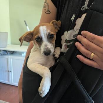 Paco -  Chihuahua and Dachshund Dog for Adoption in Raeford, North Carolina - Paco | PetCurious
