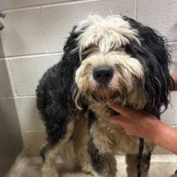 Simon -  Poodle and Mixed Breed Dog for Adoption in Bristol, Indiana - Simon | PetCurious