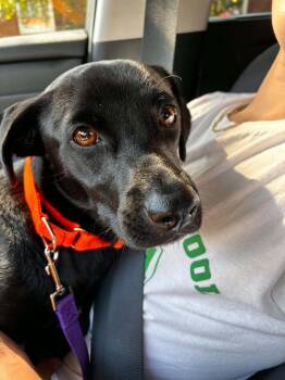 Dellie -  Retriever Dog for Adoption in Valley Stream, New York - Dellie | PetCurious