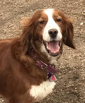 Setter and English Setter Dogs Available for Adoption in London, Ontario - Nessa | PetCurious