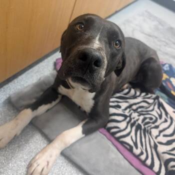 Pit Bull Terrier Dogs Available for Adoption - Usher | PetCurious