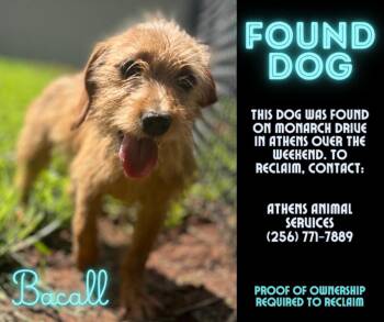 Dachshund and Mixed Breed Dogs Available for Adoption in Athens, Alabama - BACALL | PetCurious