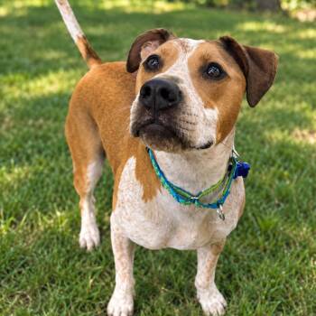 Dudley -  Pointer and Mixed Breed Dog for Adoption in Hopkinton, Massachusetts - Dudley | PetCurious