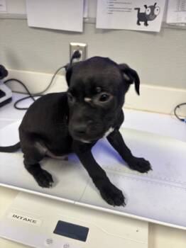 Rescue Boxer and Mixed Breed Dogs for Adoption in Rosenberg, Texas - JAX | PetCurious