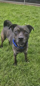Pug Dogs Available for Adoption in New Castle, Pennsylvania - Marcus | PetCurious