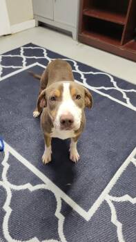 Edward -  Mixed Breed Dog for Adoption in Metter, Georgia - Edward | PetCurious