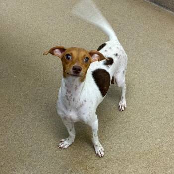 Venti -  Chihuahua and Mixed Breed Dog for Adoption in Corpus Christi, Texas - Venti | PetCurious