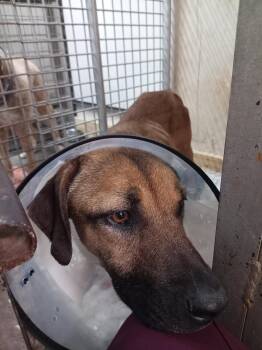 Rescue Black Mouth Cur Dogs for Adoption in Meeker, Oklahoma - Nala | PetCurious