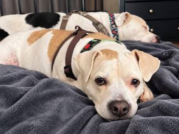 Dolly -  American Bulldog and Pit Bull Terrier Dog for Adoption in Wantagh, New York - Dolly | PetCurious
