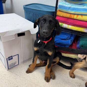 Titus -  Doberman Pinscher Dog for Adoption in Wichita, Kansas - Titus | PetCurious