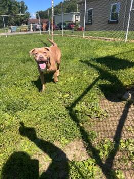 Oni -  Pit Bull Terrier Dog for Adoption in New Cumberland, West Virginia - Oni | PetCurious