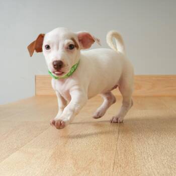 Rey D71431 -  Jack Russell Terrier and Miniature Poodle Dog for Adoption in Minnetonka, Minnesota - Rey D71431 | PetCurious