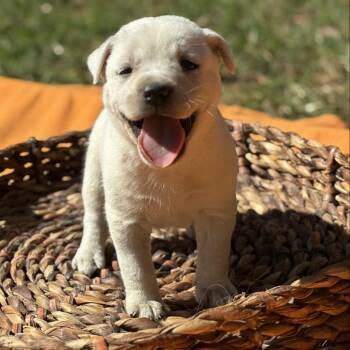 Casper -  Retriever Dog for Adoption in Huntsville, Alabama - Casper | PetCurious