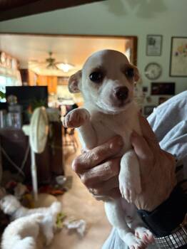 D3 Skipbo -  Terrier Dog for Adoption in Ashland, Wisconsin - D3 Skipbo | PetCurious