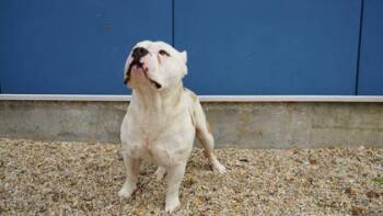 American Bulldog and Mixed Breed Dogs Available for Adoption in New Orleans, Louisiana - Manly | PetCurious