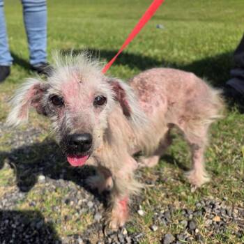 Mixed Breed Dogs Available for Adoption in Denison, Texas - Hopper | PetCurious