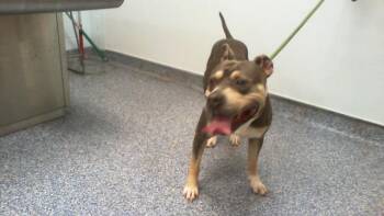 A1266473 -  Pit Bull Terrier Dog for Adoption in Charlotte, North Carolina - A1266473 | PetCurious