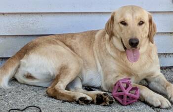 Lemon -  Labrador Retriever Dog for Adoption in Lewisville, Indiana - Lemon | PetCurious