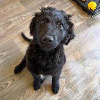 Fiona -  Labrador Retriever and Poodle Dog for Adoption in Fredericksburg, Virginia - Fiona | PetCurious